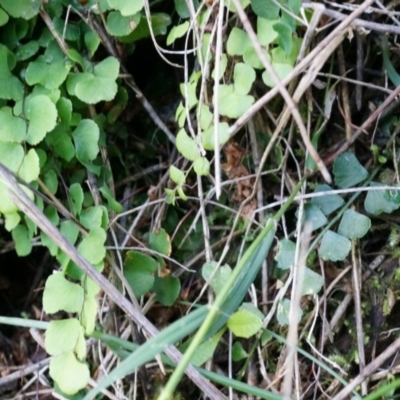 Adiantum aethiopicum (Common Maidenhair Fern) at Mount Majura - 14 Apr 2014 by AaronClausen