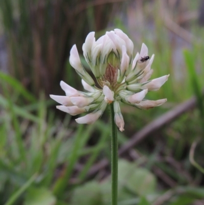 Trifolium repens (White Clover) at Molonglo Valley, ACT - 2 Mar 2020 by michaelb