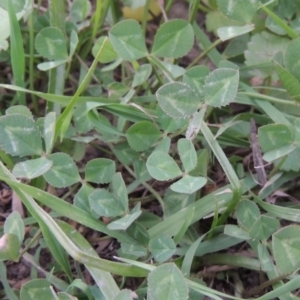 Trifolium repens at Molonglo River Reserve - 2 Mar 2020 08:11 PM