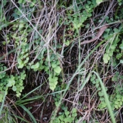 Adiantum aethiopicum at Hackett, ACT - suppressed