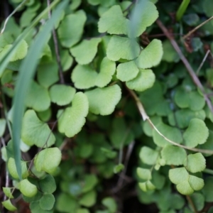 Adiantum aethiopicum at Hackett, ACT - 14 Apr 2014