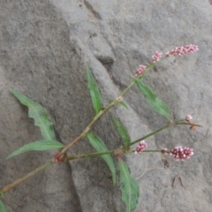 Persicaria decipiens (Slender Knotweed) at Coombs, ACT - 2 Mar 2020 by MichaelBedingfield