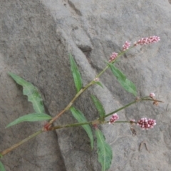 Persicaria decipiens (Slender Knotweed) at Coombs, ACT - 2 Mar 2020 by michaelb