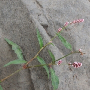 Persicaria decipiens at Molonglo River Reserve - 2 Mar 2020 08:27 PM