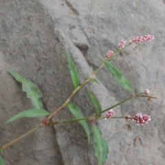 Persicaria decipiens (Slender Knotweed) at Molonglo River Park - 2 Mar 2020 by michaelb