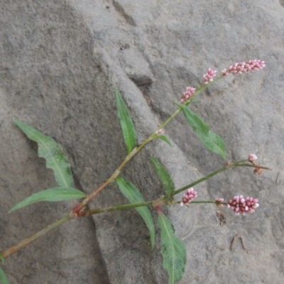 Persicaria decipiens (Slender Knotweed) at Coombs, ACT - 2 Mar 2020 by michaelb
