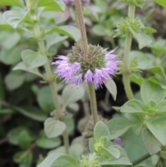 Mentha pulegium (Pennyroyal) at Molonglo River Reserve - 2 Mar 2020 by michaelb