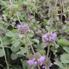 Mentha pulegium at Molonglo River Reserve - 2 Mar 2020 08:14 PM