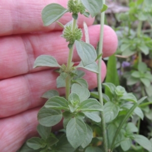 Mentha pulegium at Molonglo River Reserve - 2 Mar 2020