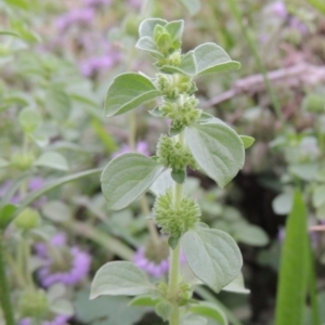 Mentha pulegium at Molonglo River Reserve - 2 Mar 2020