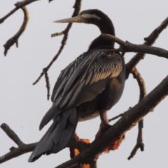 Anhinga novaehollandiae (Australasian Darter) at Coombs, ACT - 2 Mar 2020 by MichaelBedingfield
