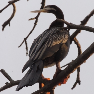 Anhinga novaehollandiae (Australasian Darter) at Coombs, ACT - 2 Mar 2020 by MichaelBedingfield