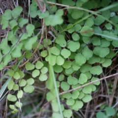 Adiantum aethiopicum (Common Maidenhair Fern) at Hackett, ACT - 14 Apr 2014 by AaronClausen