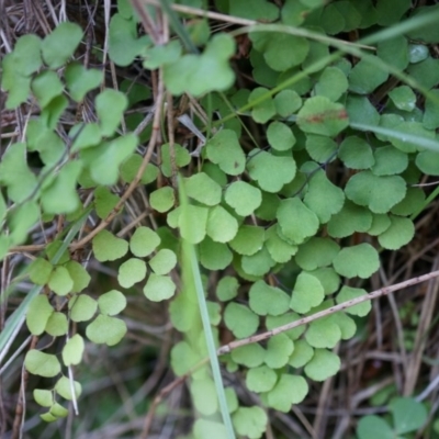 Adiantum aethiopicum (Common Maidenhair Fern) at Mount Majura - 14 Apr 2014 by AaronClausen