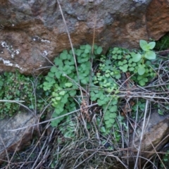 Adiantum aethiopicum (Common Maidenhair Fern) at Hackett, ACT - 14 Apr 2014 by AaronClausen