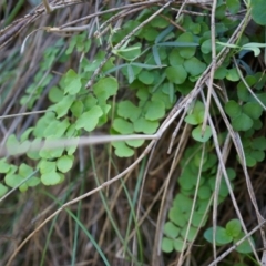 Adiantum aethiopicum (Common Maidenhair Fern) at Mount Majura - 14 Apr 2014 by AaronClausen