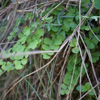 Adiantum aethiopicum (Common Maidenhair Fern) at Hackett, ACT - 14 Apr 2014 by AaronClausen