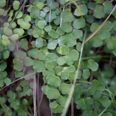 Adiantum aethiopicum (Common Maidenhair Fern) at Mount Majura - 14 Apr 2014 by AaronClausen