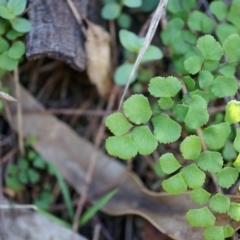 Adiantum aethiopicum (Common Maidenhair Fern) at Hackett, ACT - 14 Apr 2014 by AaronClausen