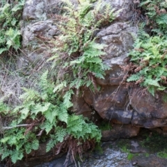 Cheilanthes austrotenuifolia (Rock Fern) at Hackett, ACT - 14 Apr 2014 by AaronClausen