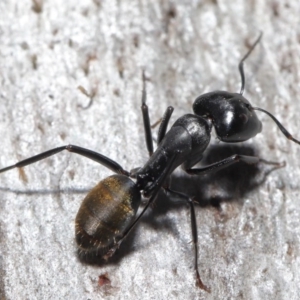 Camponotus aeneopilosus at Downer, ACT - 4 Aug 2020