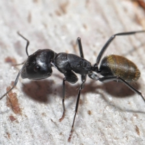 Camponotus aeneopilosus at Downer, ACT - 4 Aug 2020