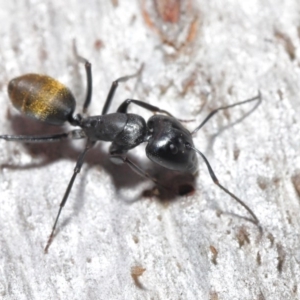 Camponotus aeneopilosus at Downer, ACT - 4 Aug 2020