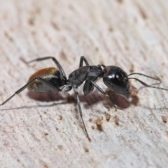 Camponotus aeneopilosus at Downer, ACT - 4 Aug 2020