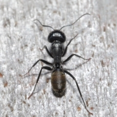 Camponotus aeneopilosus at Downer, ACT - 4 Aug 2020