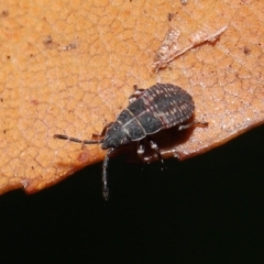 Heteroptera (suborder) at Acton, ACT - 4 Aug 2020