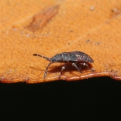 Heteroptera (suborder) at Acton, ACT - 4 Aug 2020