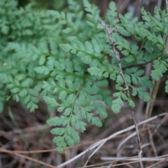 Cheilanthes austrotenuifolia (Rock Fern) at Hackett, ACT - 14 Apr 2014 by AaronClausen