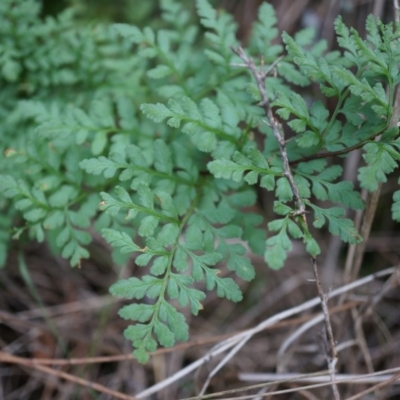 Cheilanthes austrotenuifolia (Rock Fern) at Hackett, ACT - 14 Apr 2014 by AaronClausen