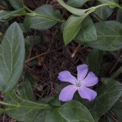 Vinca major (Blue Periwinkle) at Coombs, ACT - 2 Mar 2020 by michaelb