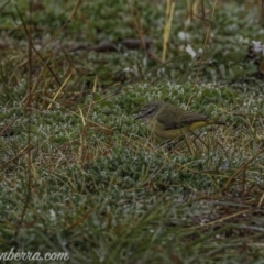 Acanthiza chrysorrhoa (Yellow-rumped Thornbill) at Forde, ACT - 2 Aug 2020 by BIrdsinCanberra