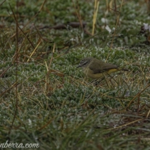 Acanthiza chrysorrhoa at Forde, ACT - 2 Aug 2020