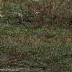 Acanthiza chrysorrhoa at Forde, ACT - 2 Aug 2020