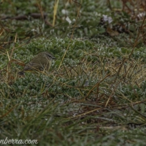 Acanthiza chrysorrhoa at Forde, ACT - 2 Aug 2020