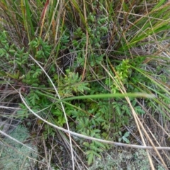 Cheilanthes sieberi (Rock Fern) at Franklin, ACT - 1 Aug 2020 by AndyRussell