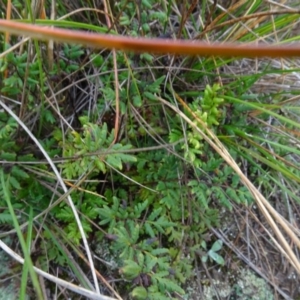 Cheilanthes sieberi at Franklin, ACT - 1 Aug 2020