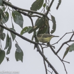 Acanthiza reguloides (Buff-rumped Thornbill) at Goorooyarroo NR (ACT) - 1 Aug 2020 by BIrdsinCanberra