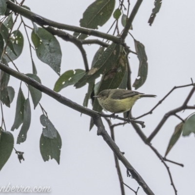 Acanthiza reguloides (Buff-rumped Thornbill) at Forde, ACT - 2 Aug 2020 by BIrdsinCanberra