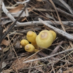 Leucocoprinus birnbaumii (Plantpot Dapperling) at Latham, ACT - 16 Feb 2020 by Caric