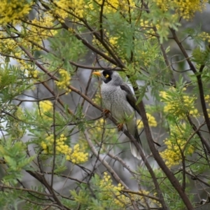 Manorina melanocephala at Thurgoona, NSW - 9 Aug 2020