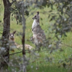 Macropus giganteus (Eastern Grey Kangaroo) at Albury - 9 Aug 2020 by ChrisAllen