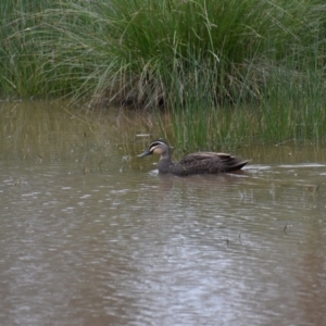 Anas superciliosa at Bird Monitoring Site 5 - Albury Environmental Lands  - 9 Aug 2020