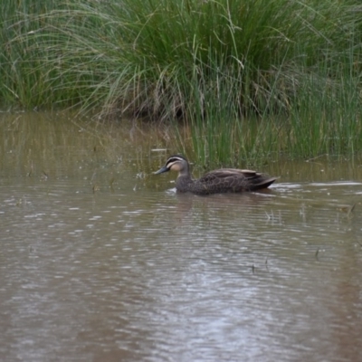 Anas superciliosa (Pacific Black Duck) at  - 9 Aug 2020 by ChrisAllen
