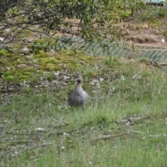 Chenonetta jubata (Australian Wood Duck) at Thurgoona, NSW - 9 Aug 2020 by ChrisAllen