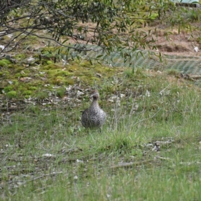 Chenonetta jubata (Australian Wood Duck) at Albury - 9 Aug 2020 by ChrisAllen