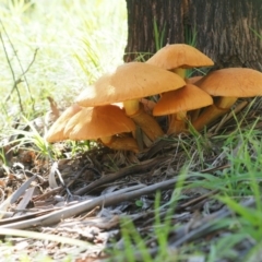 Gymnopilus junonius (Spectacular Rustgill) at Umbagong District Park - 10 May 2020 by Caric